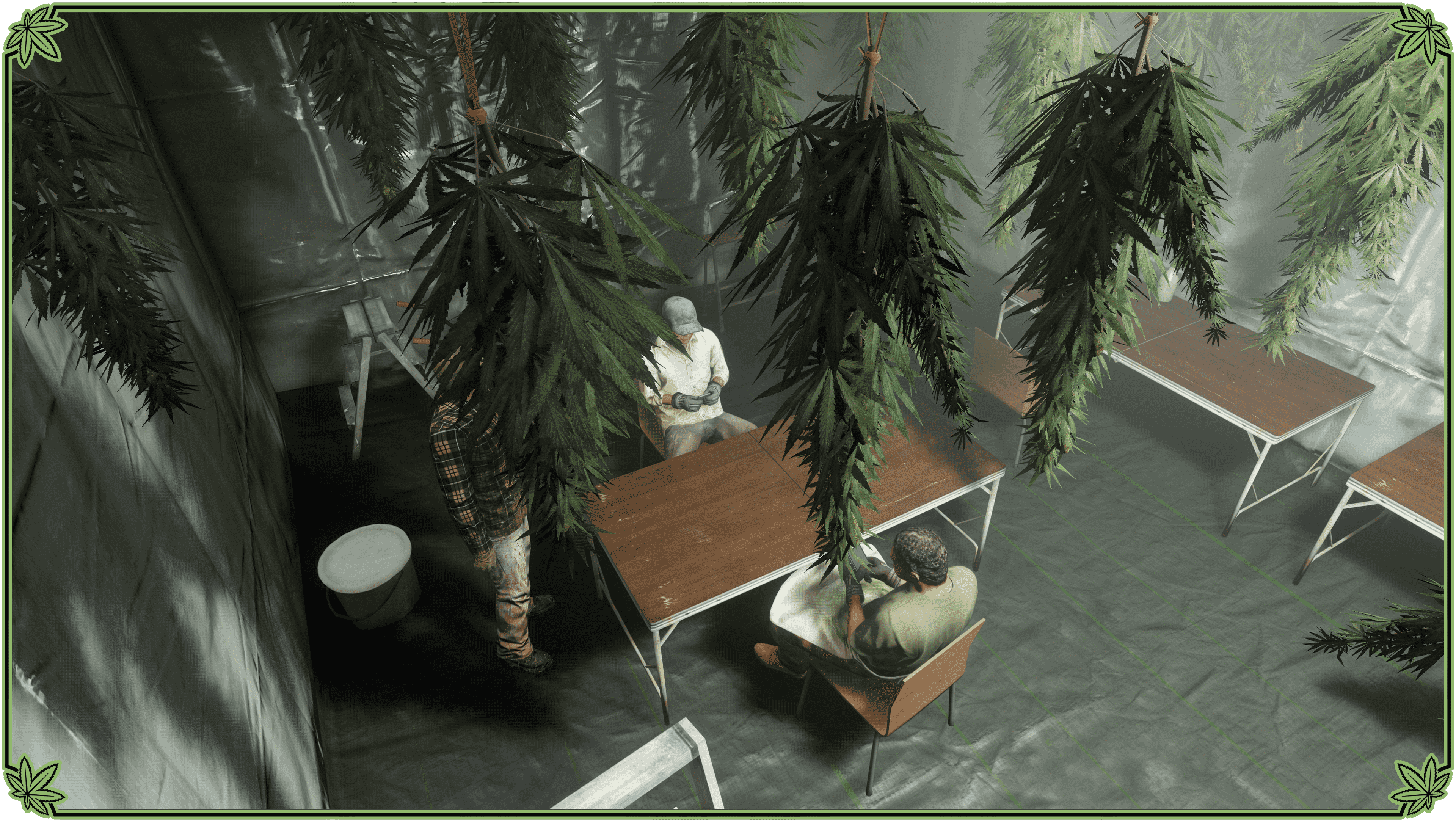 大麻种植场奖励的图片
