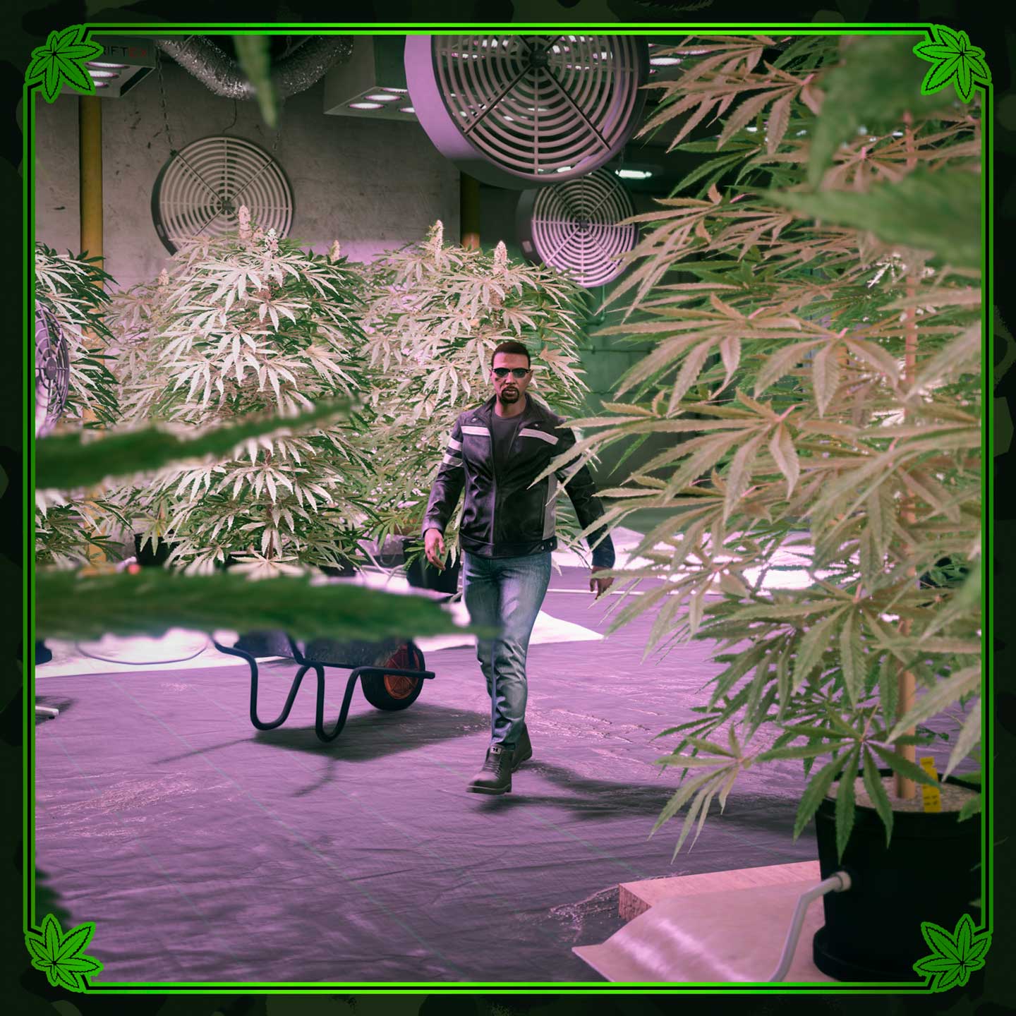 一个角色漫步在大麻种植场中。