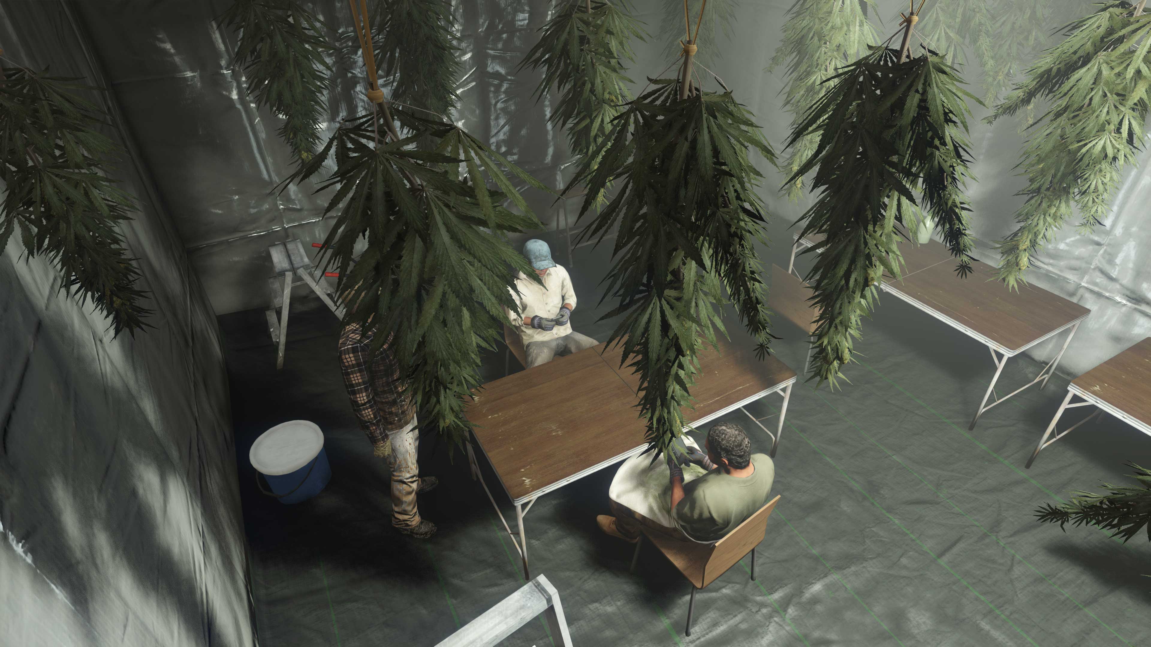 GTA 在线模式中的角色在桌子上使用手机。他们周围都是悬挂的大麻植物。