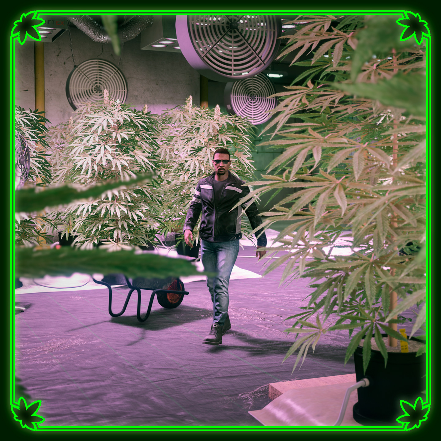 一名角色漫步在其大麻种植场中，经过一株株大麻植物。