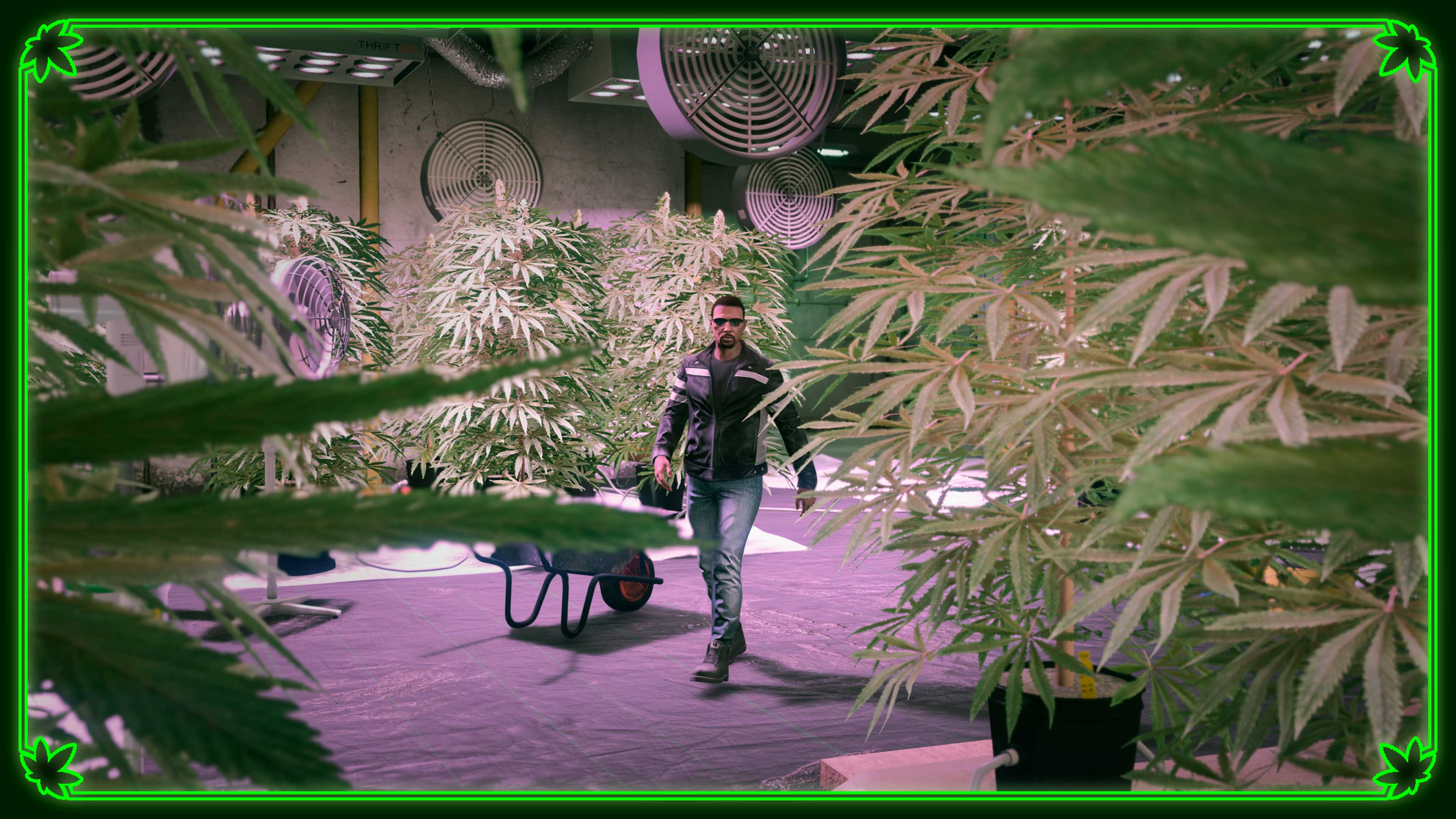 一名角色漫步在其大麻种植场中，经过一株株大麻植物。
